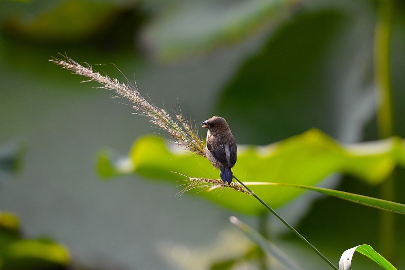 紋鳥圖片