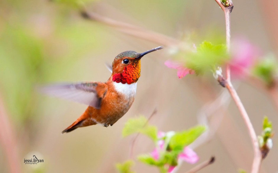 東北野生鳥(niǎo)類圖片高清攝影