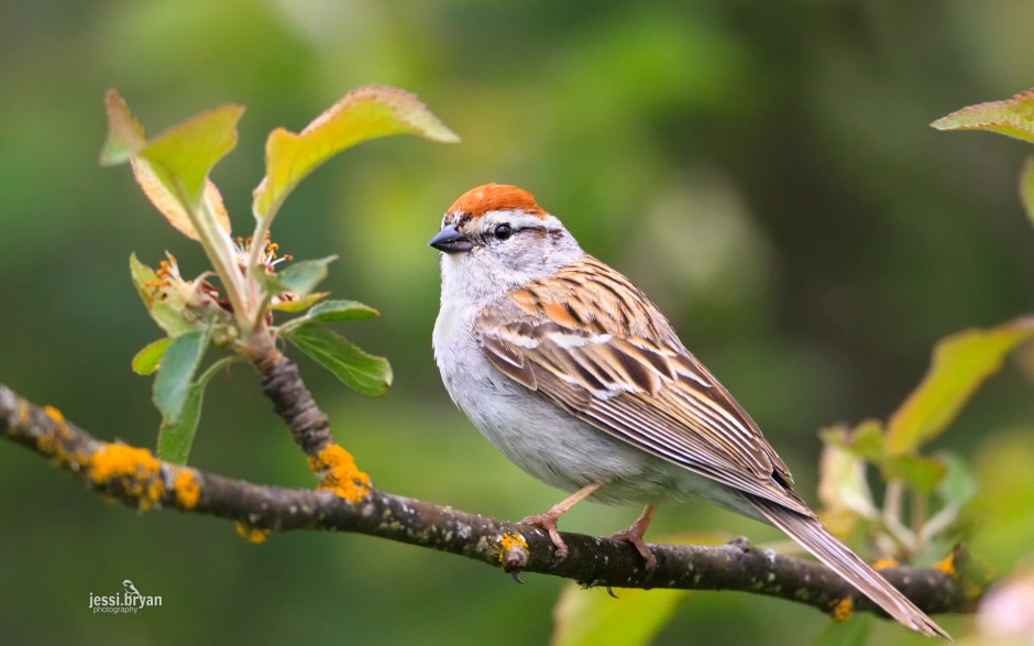 東北野生鳥類圖片高清攝影