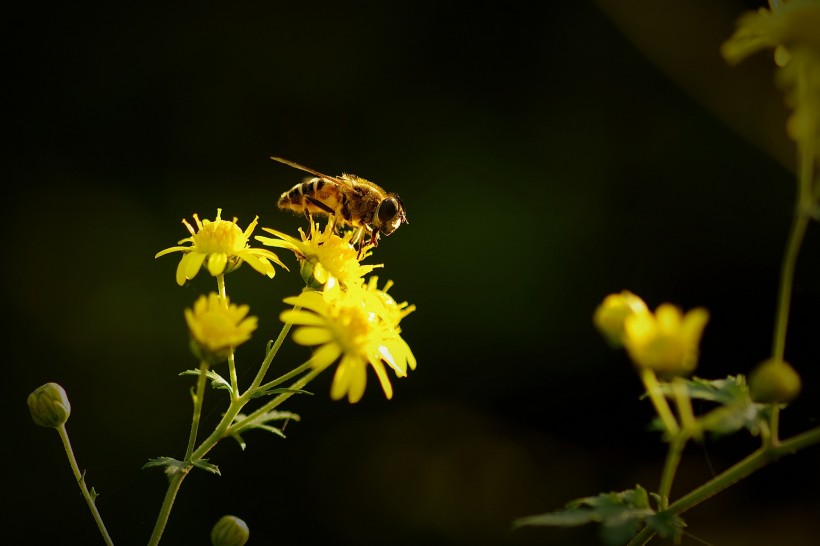 光影下忙碌采蜜的蜜蜂图片