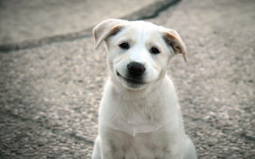 可爱的狗狗微笑图片