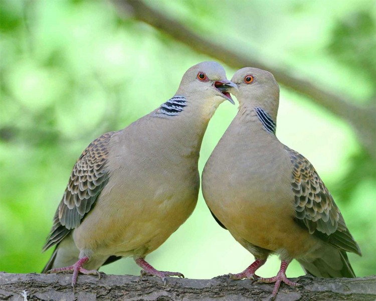 可愛(ài)的斑鳩圖片