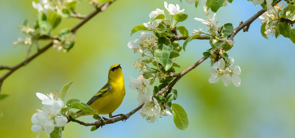 春天黃鸝鳥梨花樹風(fēng)景圖片壁紙