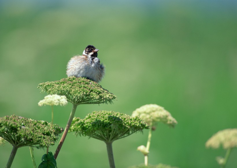 夏季樹枝上的鳥圖片