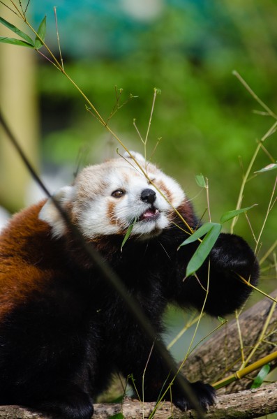 可爱的小熊猫图片