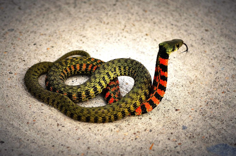 一条五彩斑斓的蛇图片