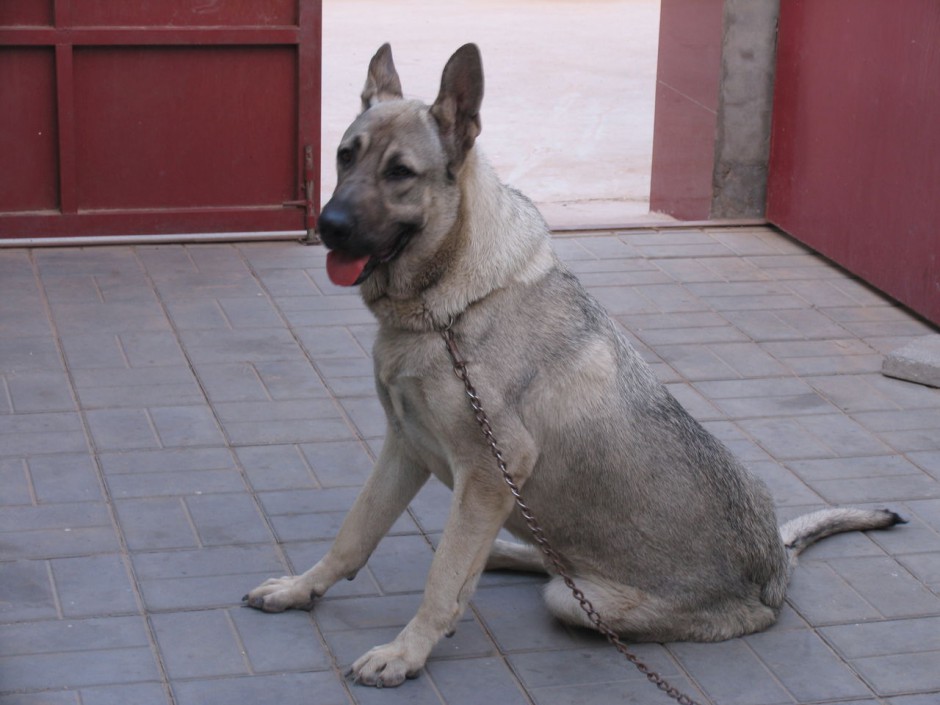 忠诚友好的中华狼青犬图片