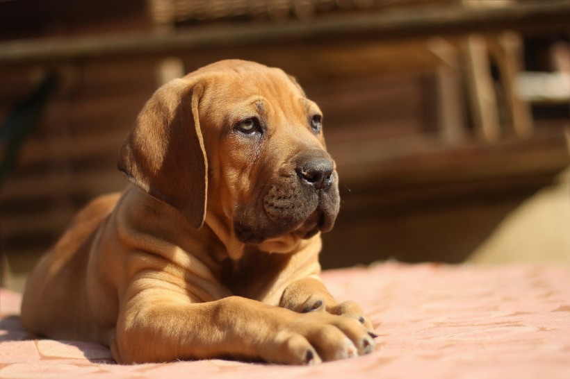 呆萌斗牛犬圖片