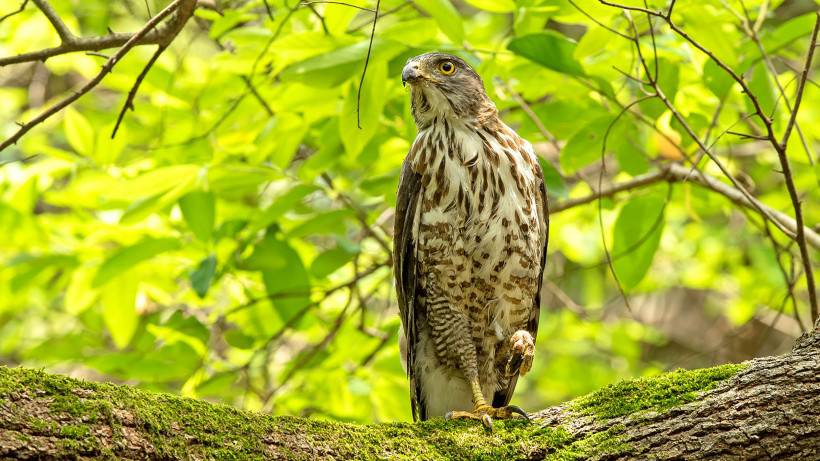 樹枝上的鳥類猛禽鳳頭鷹圖片