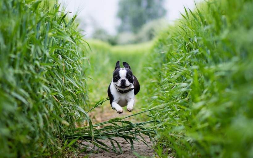 可愛斗牛犬寶寶圖片