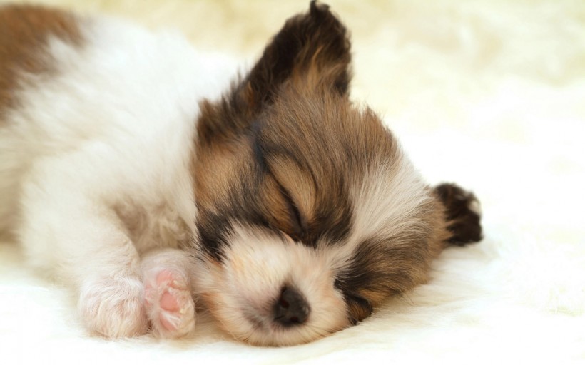 可爱的睡梦中的狗狗图片