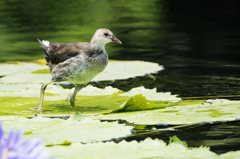 苦惡鳥圖片