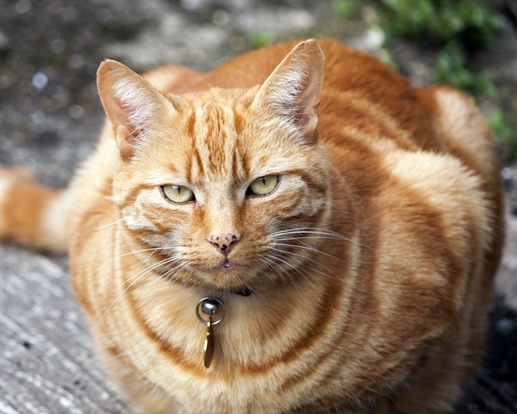 猫咪的头部特写图片