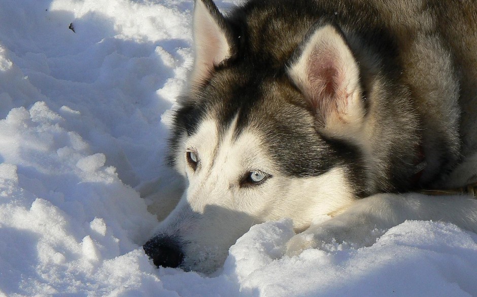 乖巧聽話的巨型雪橇犬圖片