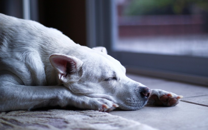 可爱的睡梦中的狗狗图片