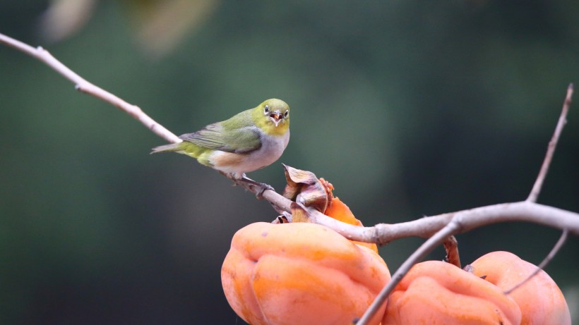 紅脅繡眼鳥圖片