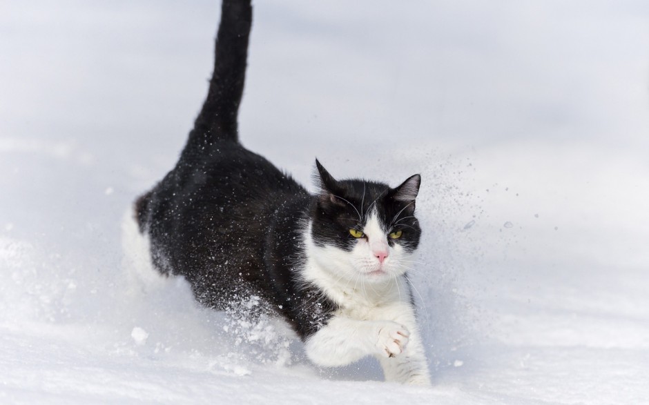 雪地玩耍的英短猫咪图片壁纸