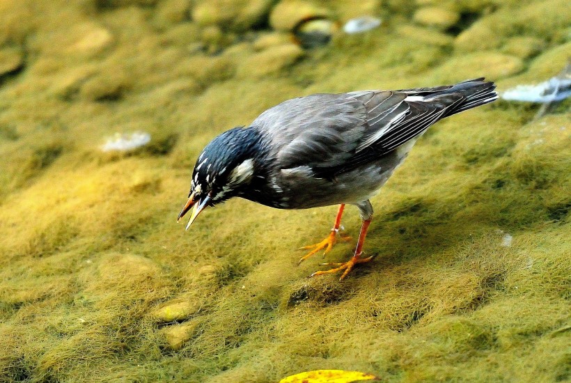 灰椋鳥(niǎo)圖片