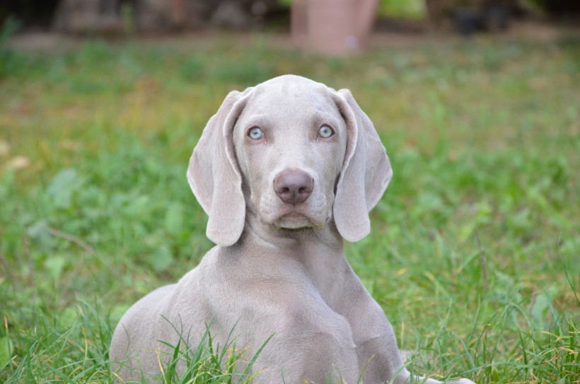 形態(tài)優(yōu)雅的威瑪獵犬圖片