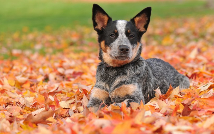 可爱的澳洲牧牛犬图片