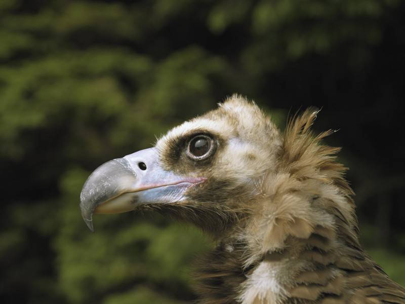 動物園長頸鹿等野生動物圖片