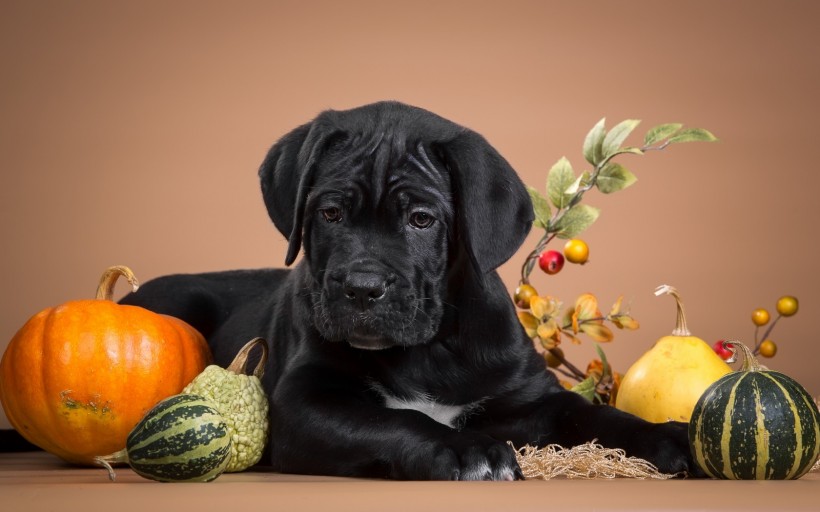 可愛萌犬卡斯羅幼年圖片