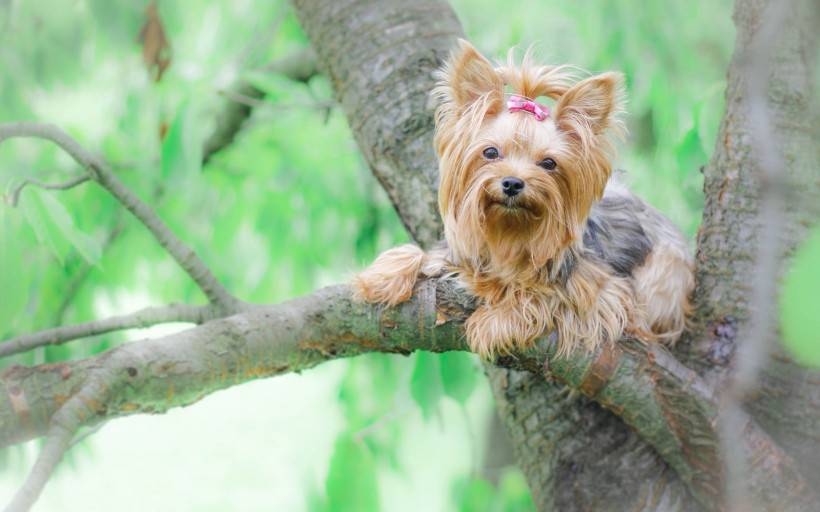 絲毛梗犬圖片神態(tài)頑皮逗人