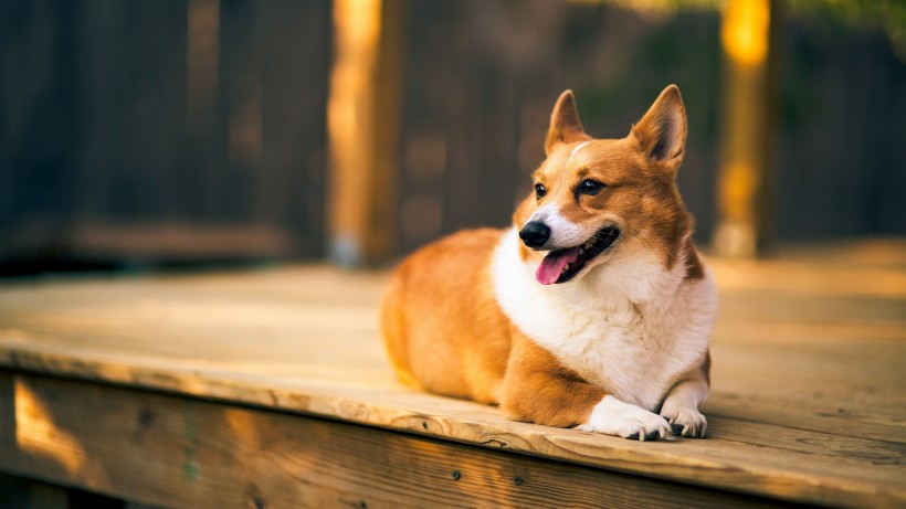 可爱柯基犬图片