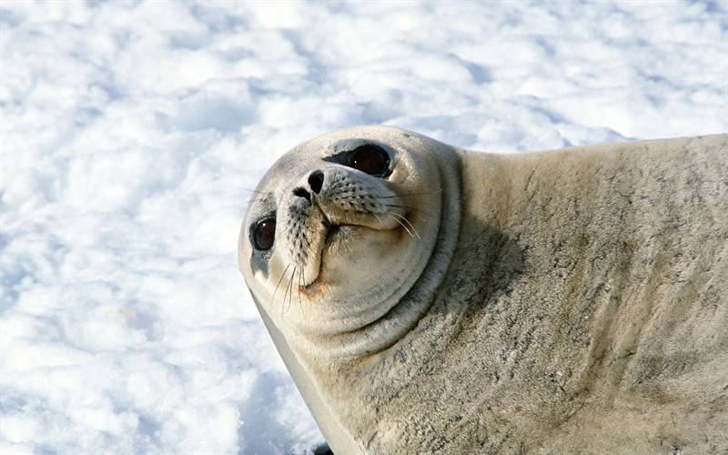 極地野生海獅海豹動物圖片