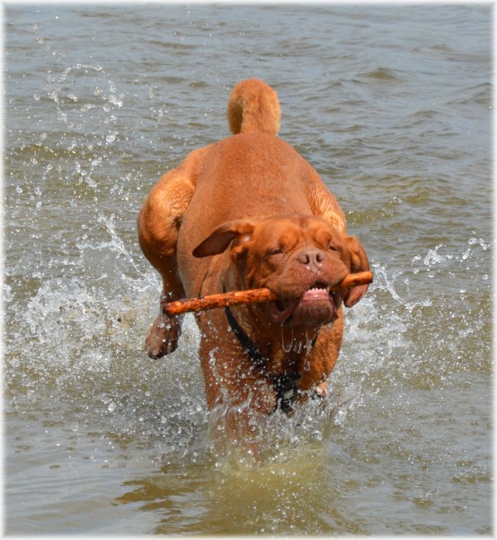 正在水中玩耍的波尔多犬图片