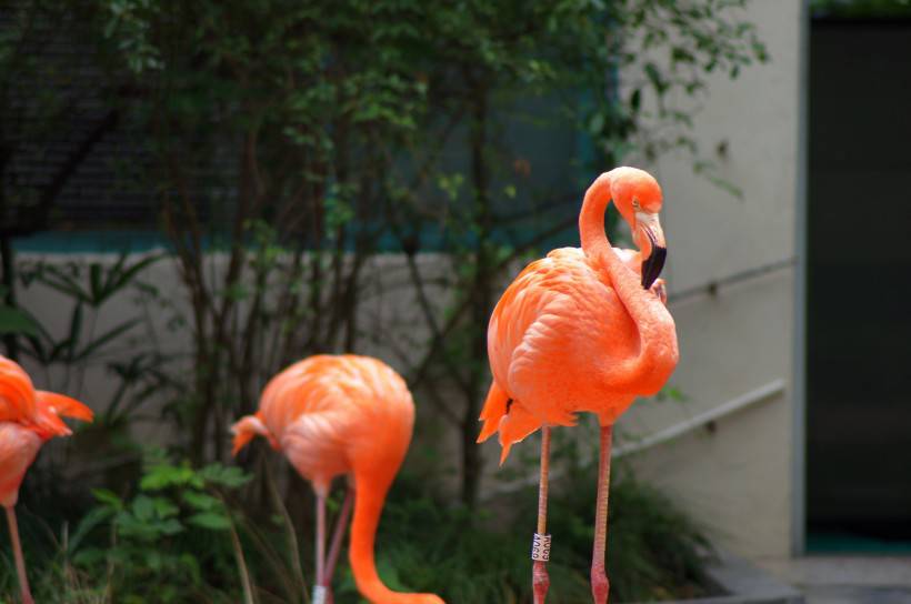 野生動物園粉紅色的火烈鳥圖片特寫