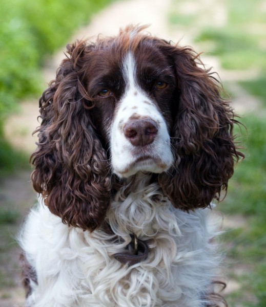 英国跳猎犬图片