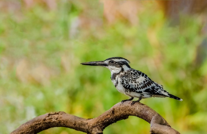 斑魚(yú)狗鳥(niǎo)類圖片