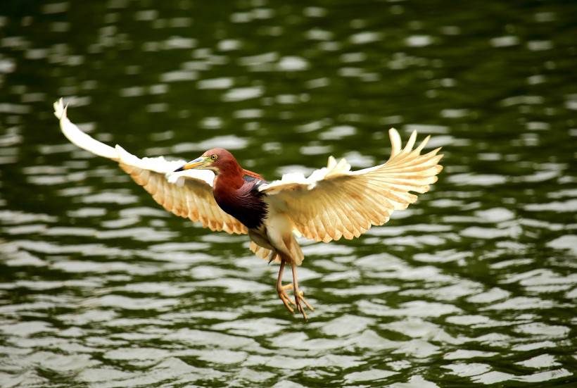 中國(guó)鳥類動(dòng)物池鷺攝影圖片