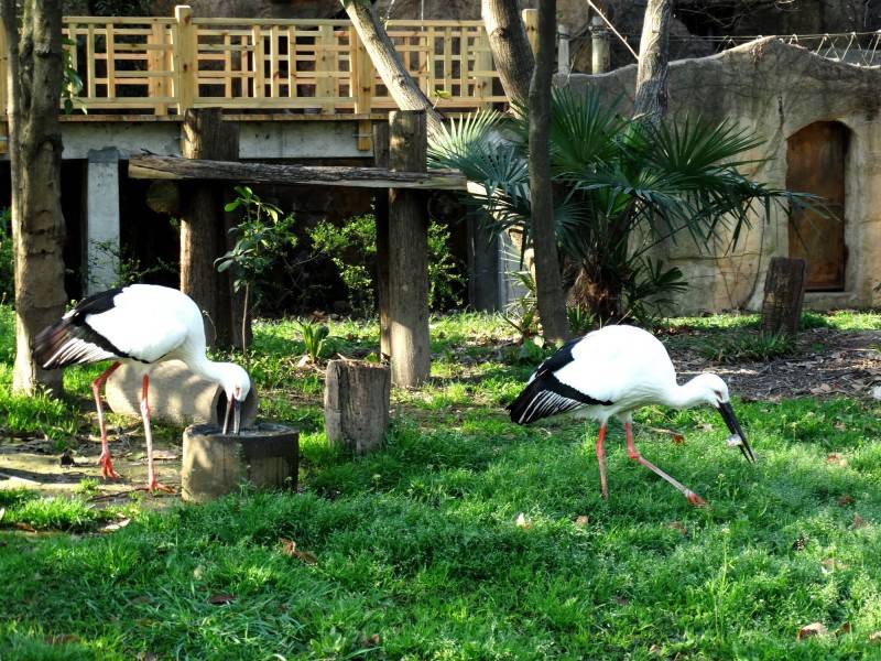 熱帶大型鳥類東方白鸛圖片