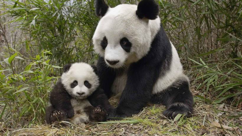 國家一級保護動物熊貓?zhí)烊淮裘缊D