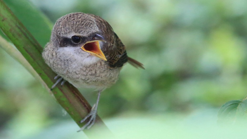 灰背伯勞鳥圖片模樣靈巧