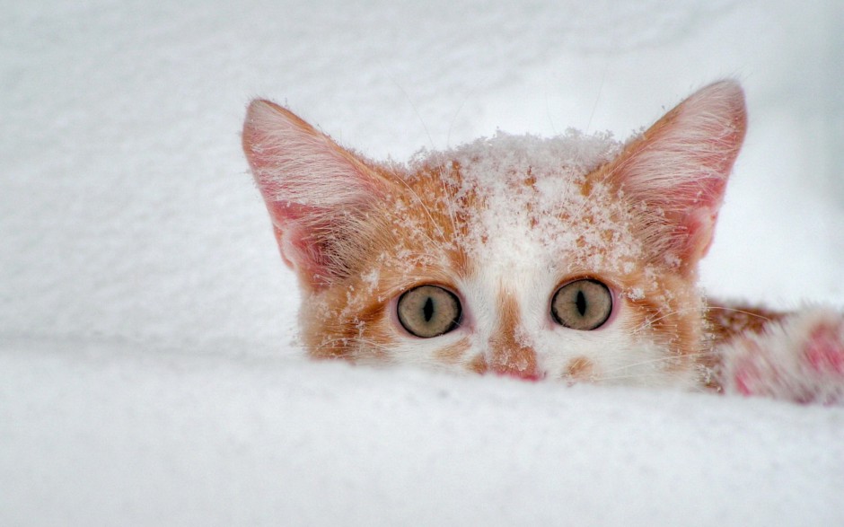 雪地玩耍的英短猫咪图片壁纸