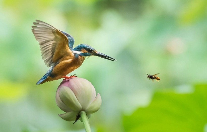 蜜蜂與翠鳥圖片