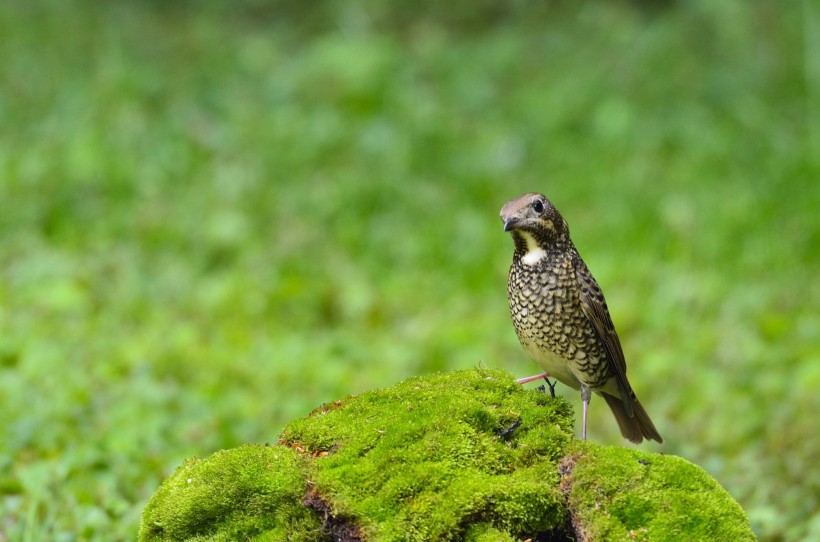 白喉磯鶇鳥類圖片