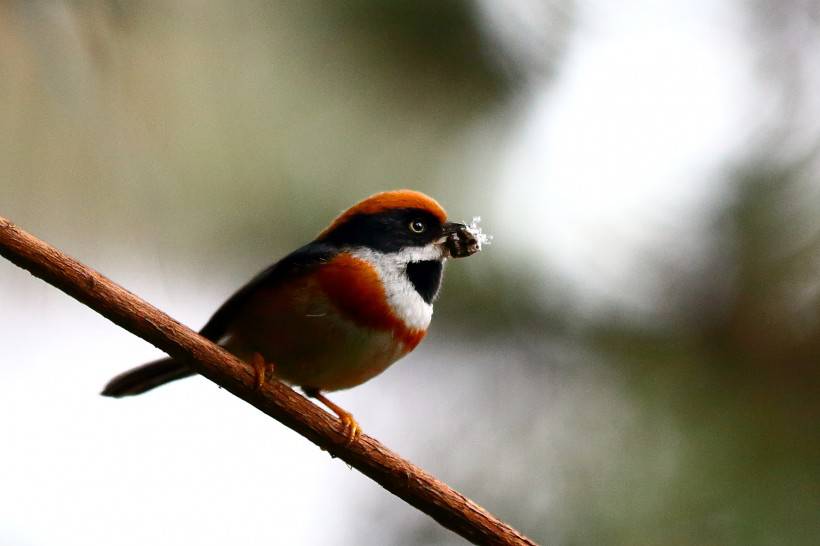 常見野生鳥類圖片活潑覓食的山雀特寫