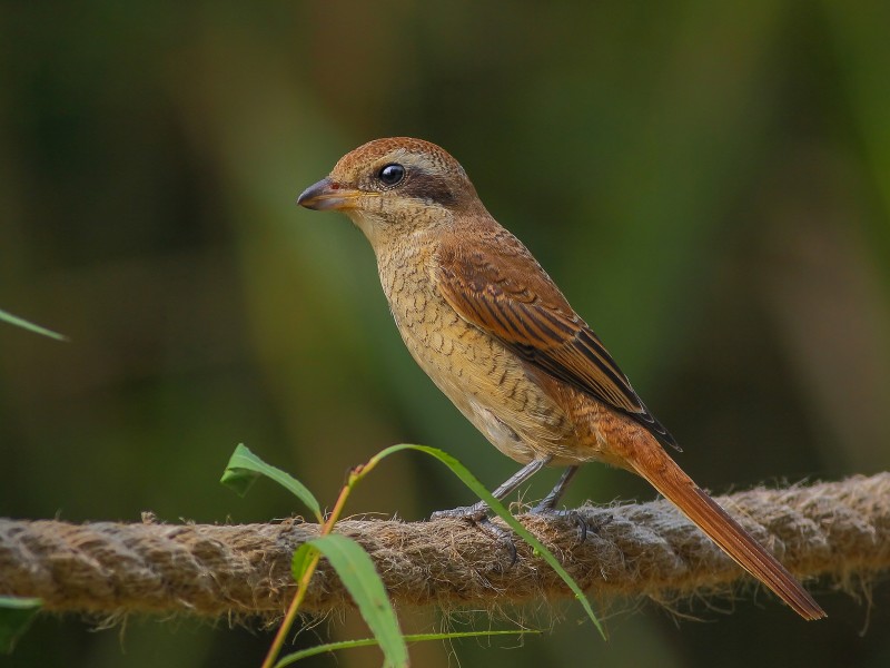 紅尾伯勞鳥圖片