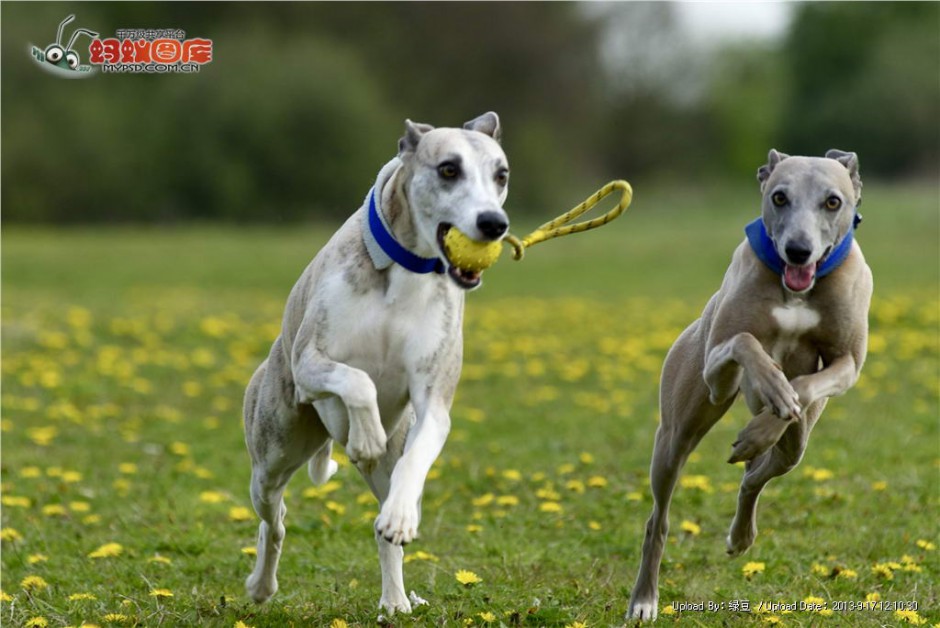 草地上惠比特犬欢乐嬉戏图片