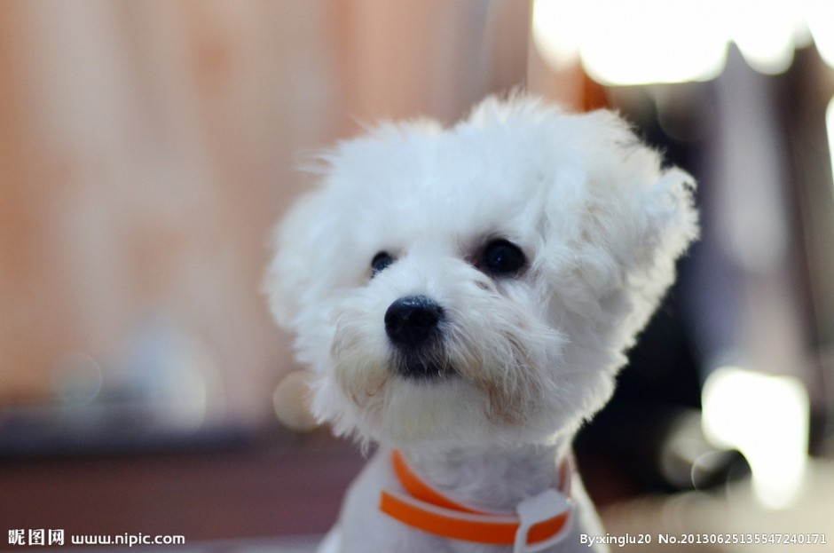 三个月的白色比熊犬特写图片