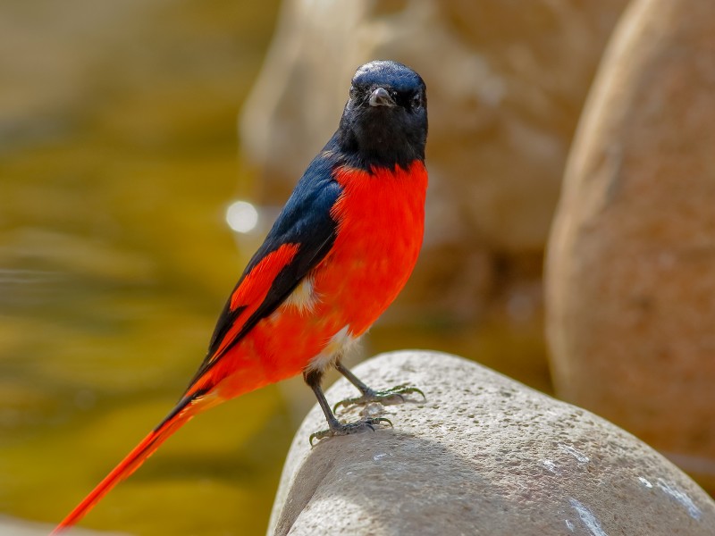 紅山椒鳥圖片