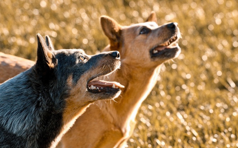 可爱的澳洲牧牛犬图片