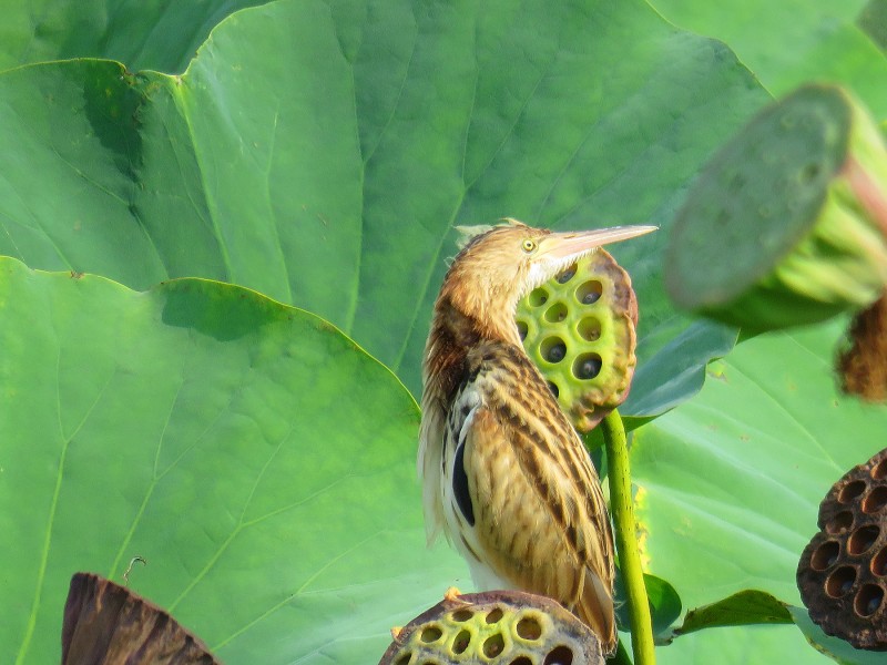 黃葦鳽圖片