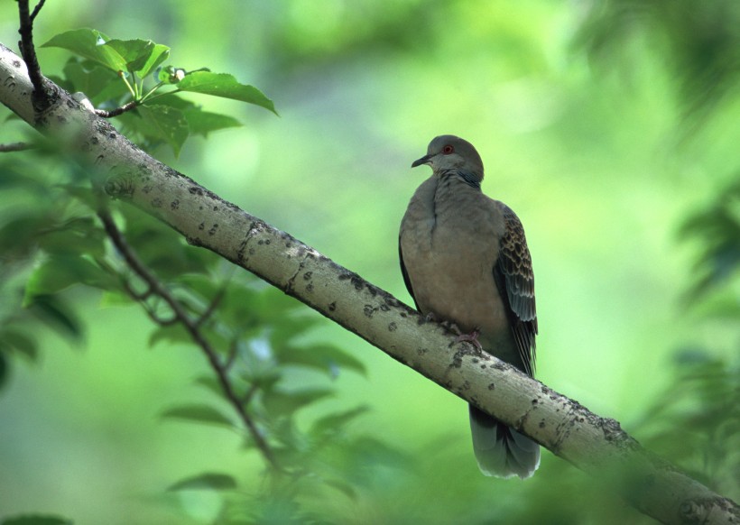 夏季樹枝上的鳥圖片