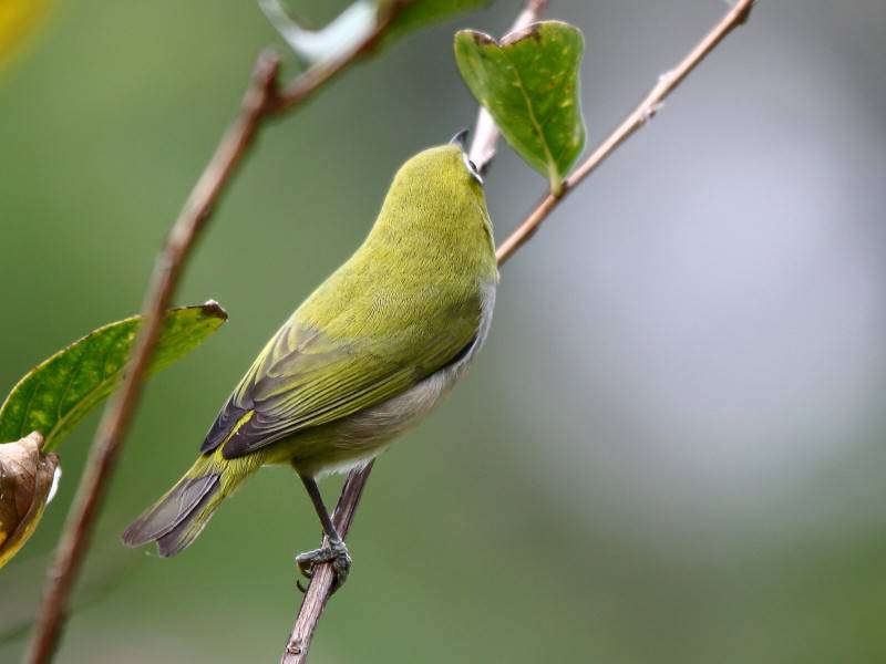 最好的觀賞鳥(niǎo)類(lèi)繡眼鳥(niǎo)圖片