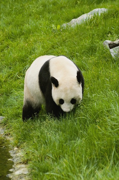 可爱无敌的大熊猫图片